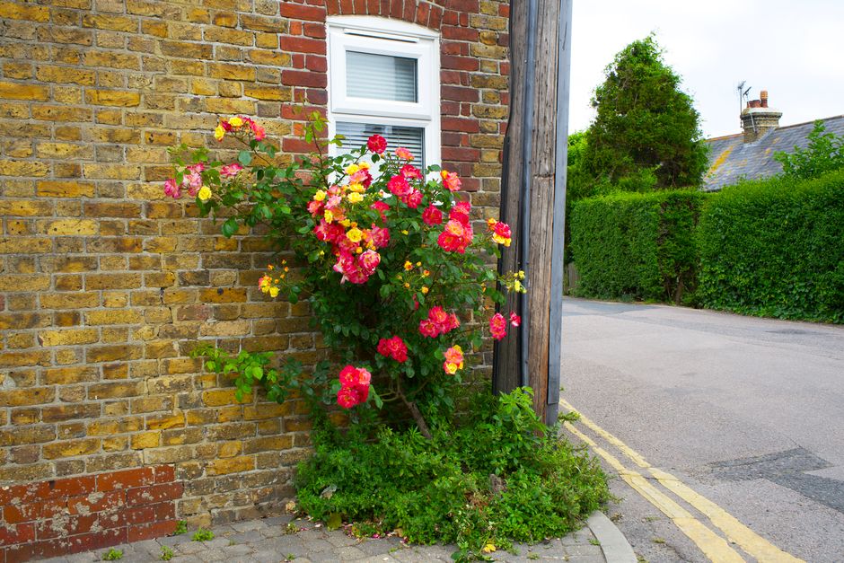 A vibrant display of pink and yellow roses growing beside a brick building in Whetstone, with the flowers arranged in a bushy cluster on a slender stem, their petals fresh and slightly ruffled. The ro