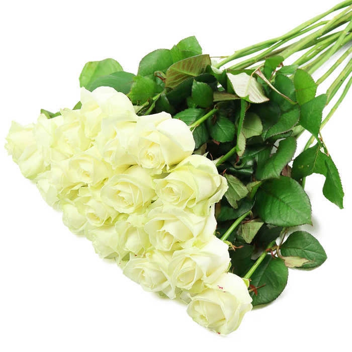 An elegantly composed bouquet of white roses is displayed against a pristine white background, the entire arrangement laid on a diagonal that runs from the lush heads of flowers in the lower left to the splayed stems in the upper right. There appear to be about two dozen roses, gathered tightly together so that the blooms create a luxurious, almost sculpted mound of petals. Each rose is a creamy, luminous white, with a subtle gradation of colour that deepens to a delicate ivory near the centre. Many of the flowers are in that perfect stage between bud and full bloom, where the outer petals have relaxed and begun to curl softly away from the centre, yet the heart of the flower remains cupped and full, evoking a sense of promise and quiet anticipation. Along the outer edges of some petals, a whisper of pale green hints at their freshness, as though they have only just been prepared by a local Whetstone florist for delivery to a quiet home near Friern Barnet or a ceremony at a nearby chapel. The stems are long, straight, and robust, gathered neatly at one end but allowed to fan out slightly, each dressed in glossy, dark green foliage. The leaves range from deep emerald to a softer green with reddish undertones along the veins, suggesting natural growth and careful conditioning. High, even lighting bathes the scene, intensifying the contrast between the flowers and the background while preserving the softness of the overall mood. The arrangement conveys purity, reverence, and an understated elegance, suitable for marking new beginnings, expressing sympathy, or simply bringing a sense of calm beauty into a Whetstone home.