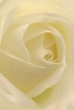 Set against the gentle backdrop of Whetstone, this image immerses you within the unfolding embrace of a cream-hued rose, its petals spiralling toward the heart with an almost otherworldly softness. Each layer appears whisper-light, touched by the daybreak seen from the quiet corners of Russell Lane. The interplay of luminous ivory and shadowy creases adds quiet drama and depth, echoing the peaceful start of a new day in the neighbourhood. The rose's velvety texture seems to beckon, promising the fleeting touch of morning dew and a scent that barely whispers in the air. Ideal for expressing sympathy, admiration, or blessing fresh beginnings, this bloom radiates a reverent calm-a floral embodiment of heartfelt moments in Whetstone. As you linger in the close perspective, you sense the artistry and genuine care of community florists, whose skilled hands craft each rose into a symbol of comfort, respect, and delicate grace, delivered with warmth across the streets they know so well.